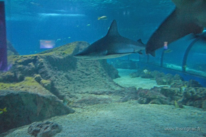Marineland aout 2014 2.JPG - Marineland - Parc d'attractions aquatiques - Antibes - Août 2014